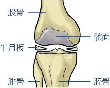 股骨半月板腓骨髌面胫骨