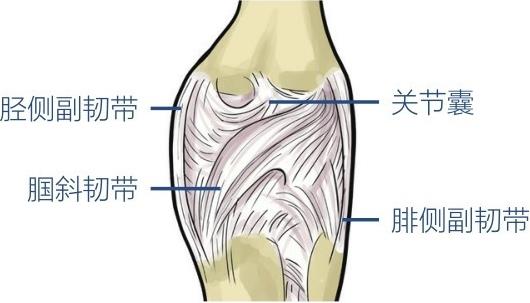 胫侧副韧带腘斜韧带腓侧副韧带关节囊