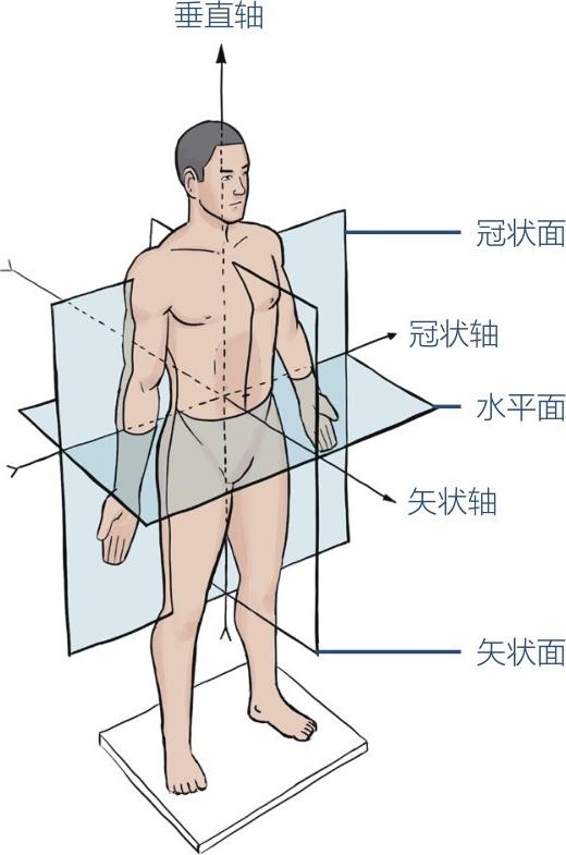 垂直轴冠状面冠状轴水平面矢状轴矢状面