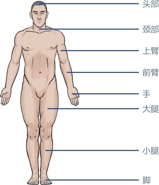 头部颈部上臂前臂手大腿小腿脚