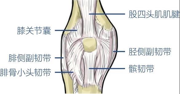 膝关节囊腓侧副韧带腓骨小头韧带股四头肌肌腱胫侧副韧带髌韧带