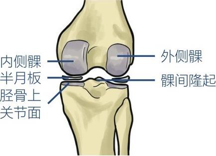 内侧髁半月板胫骨上关节面外侧髁髁间隆起