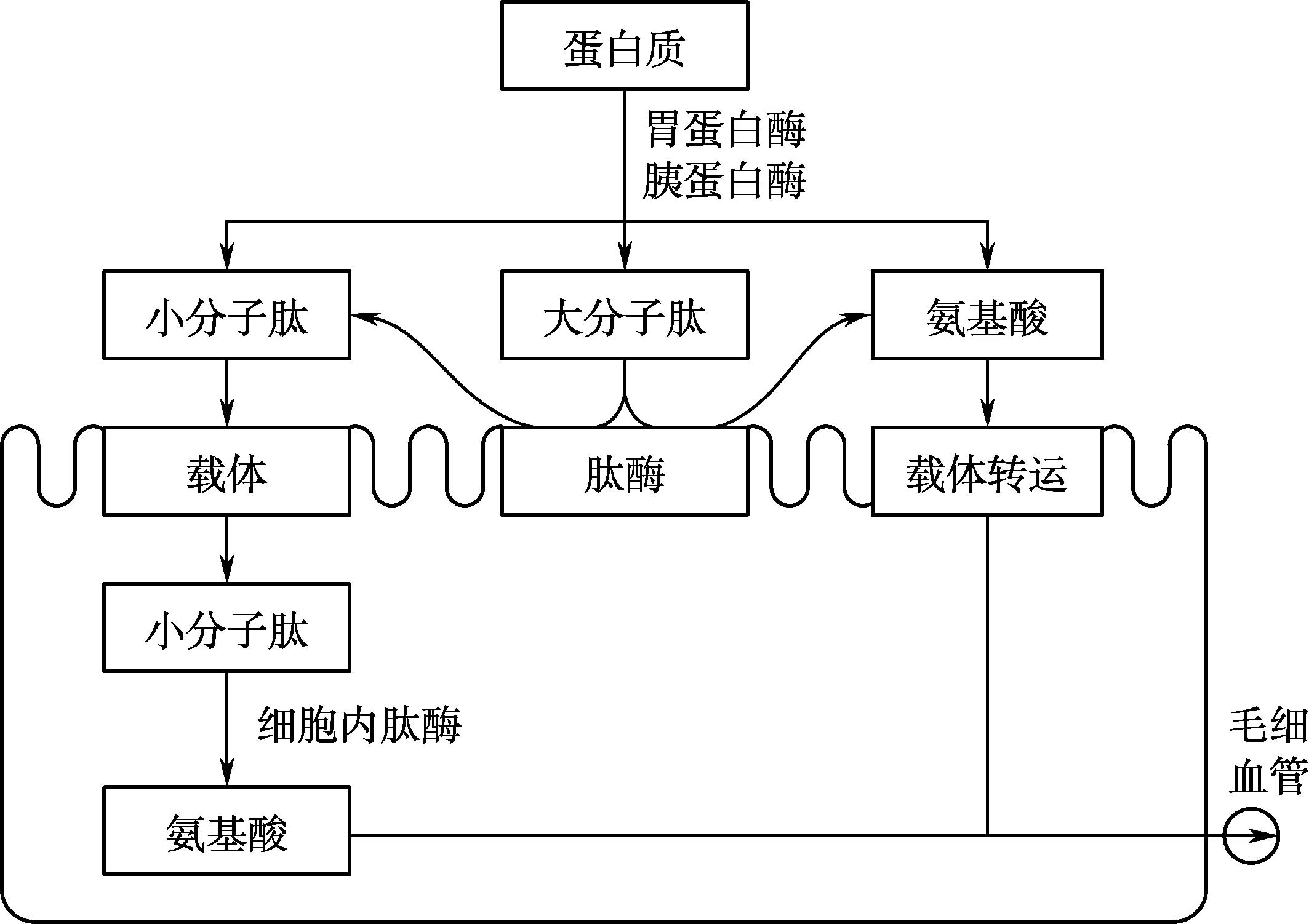 圖2-2 蛋白質在小腸消化吸收過程示意圖