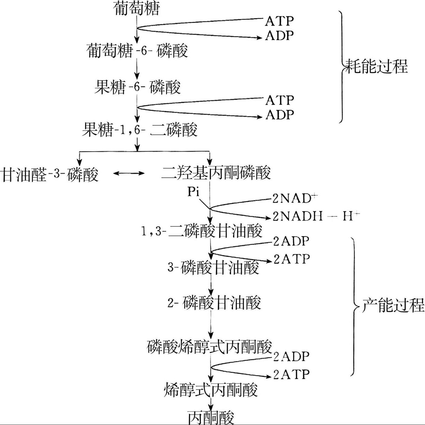 emp途径又称糖酵解途径或己糖二磷酸途径