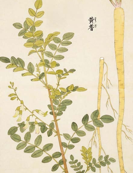 生生不息 本草 里的草木果蔬谷最新章节 岩崎常正著 掌阅小说网 生生不息 本草 里的草木果蔬谷最新章节 岩崎常正著 掌阅小说网