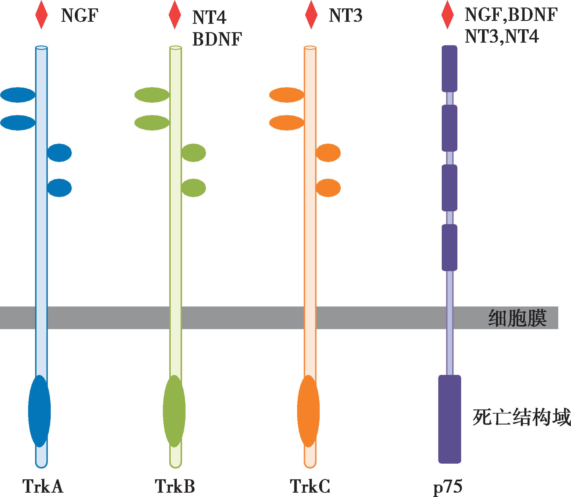 图2-3-7 trk 受体模式图