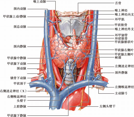 甲状腺微细结构图图片