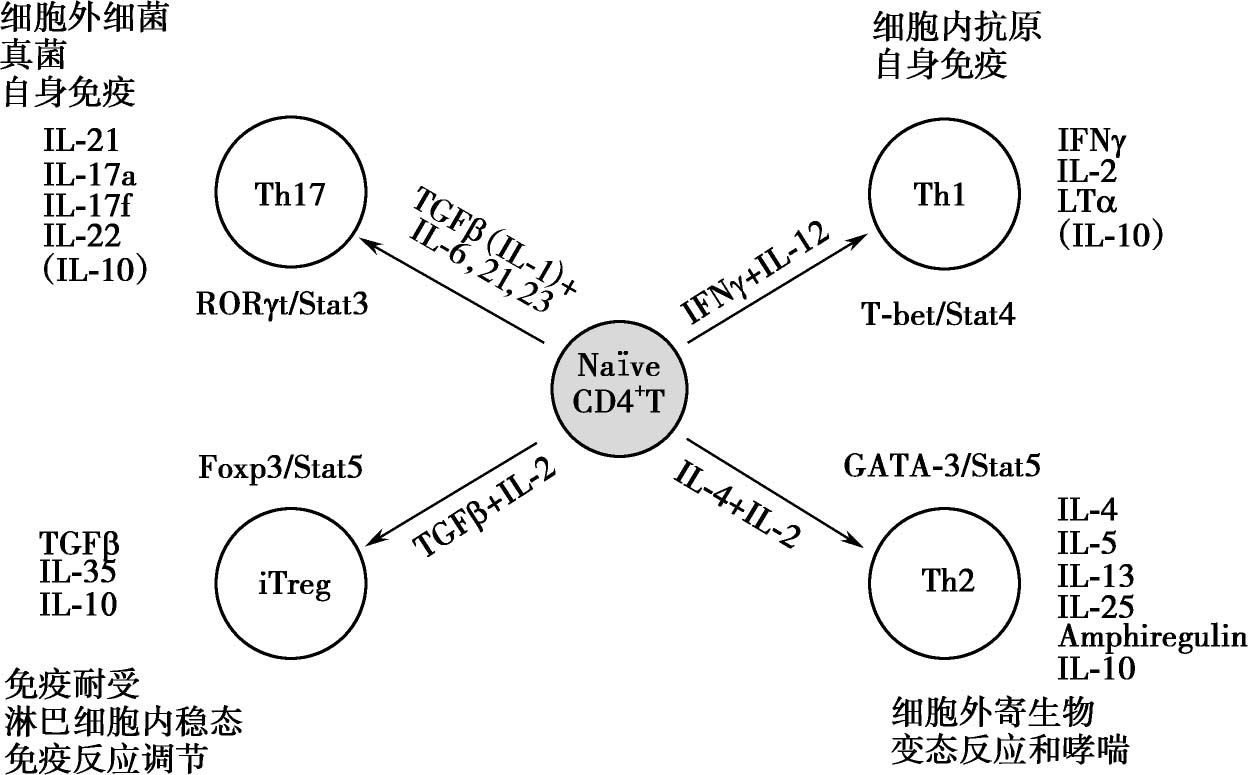 图7-3 四种不同cd4 t细胞亚群的