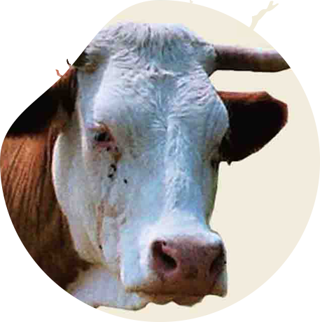 图说如何安全高效饲养肉牛最新章节 史民康著 掌阅小说网