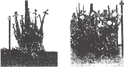 zhangyue-c