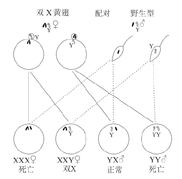 zhangyue-c