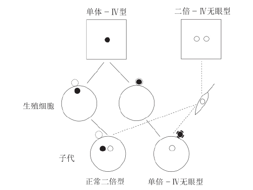 zhangyue-c