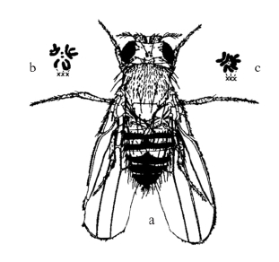 zhangyue-c