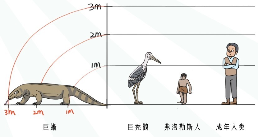 巨蜥 巨秃鹳 弗洛勒斯人 成年人类